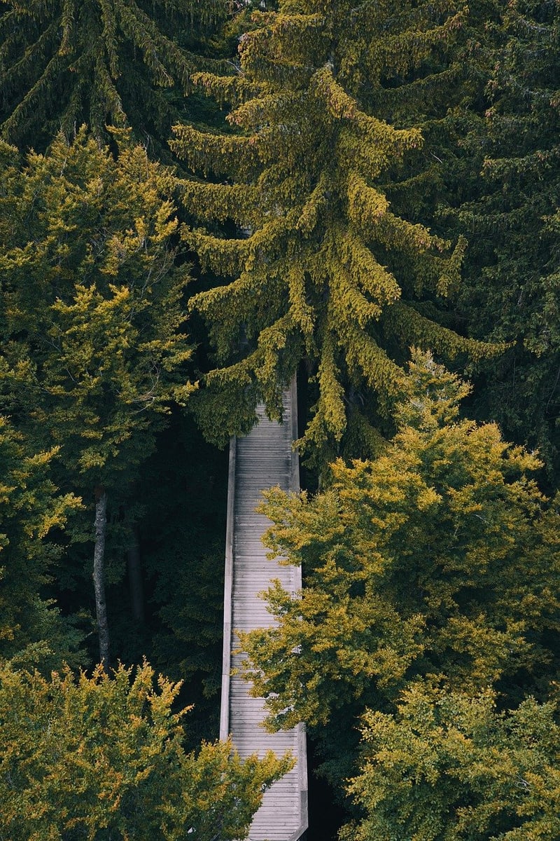 Obscured Paths